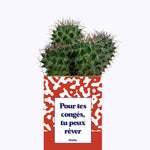 Pour tes congés, tu peux rêver - Cactus