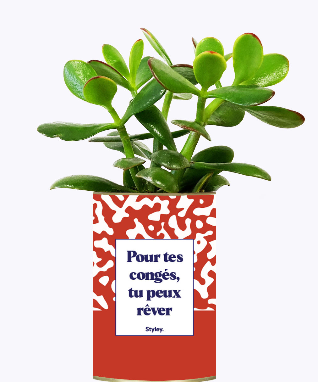 Pour tes congés, tu peux rêver - Cactus