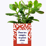 Pour tes congés, tu peux rêver - Cactus
