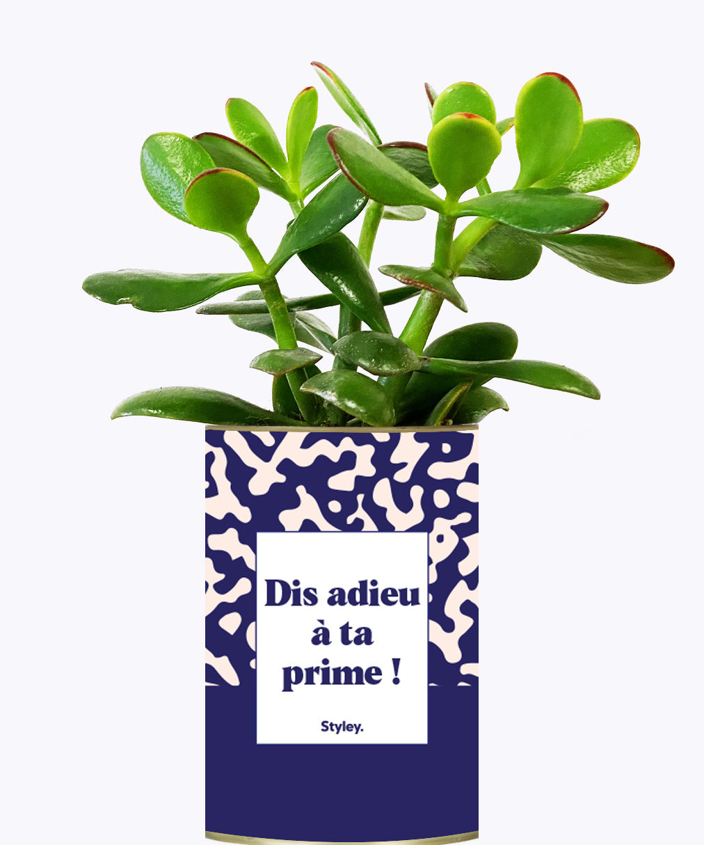 Dis adieu à ta prime ! - Cactus