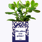 Dis adieu à ta prime ! - Cactus