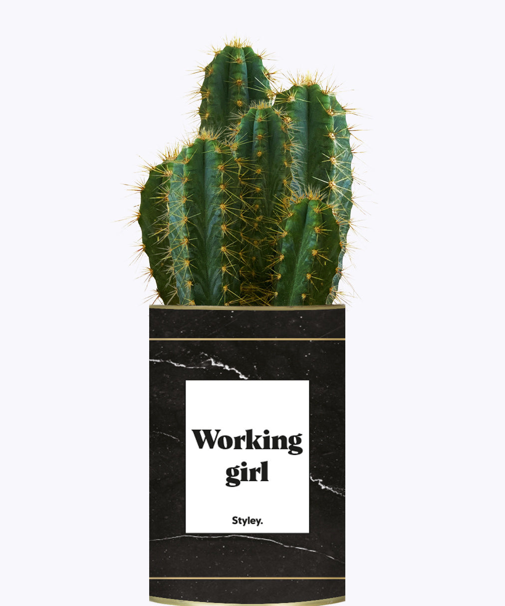 Working Girl - Cactus