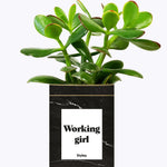 Working Girl - Cactus