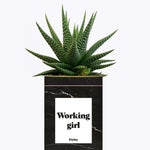 Working Girl - Cactus