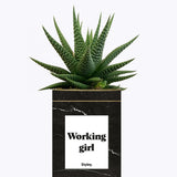 Working Girl - Cactus