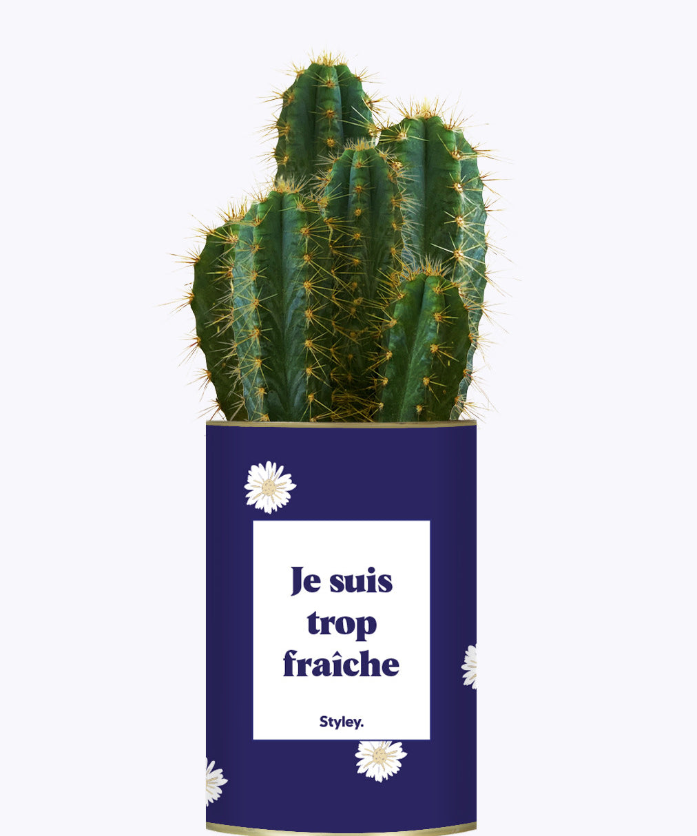 Je suis trop fraîche - Cactus