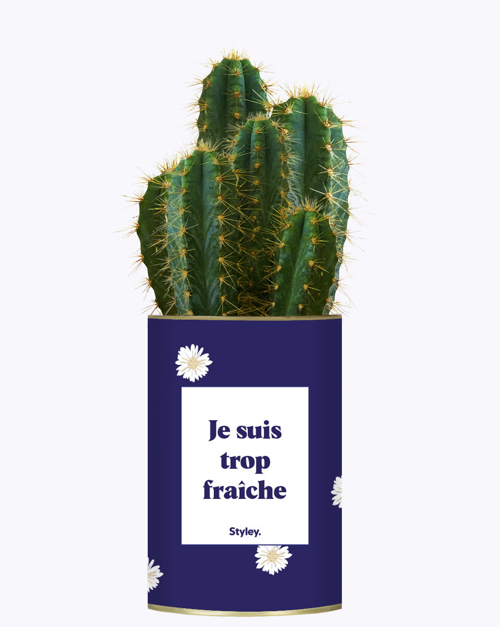 Je suis trop fraîche - Cactus