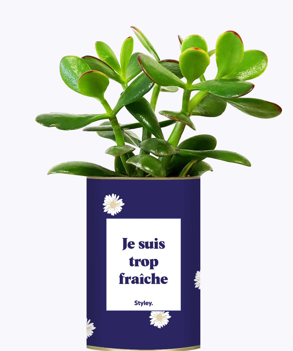 Je suis trop fraîche - Cactus