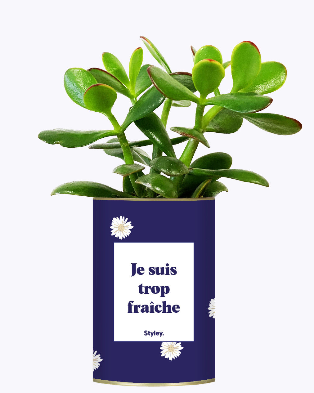 Je suis trop fraîche - Cactus