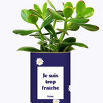 Je suis trop fraîche - Cactus