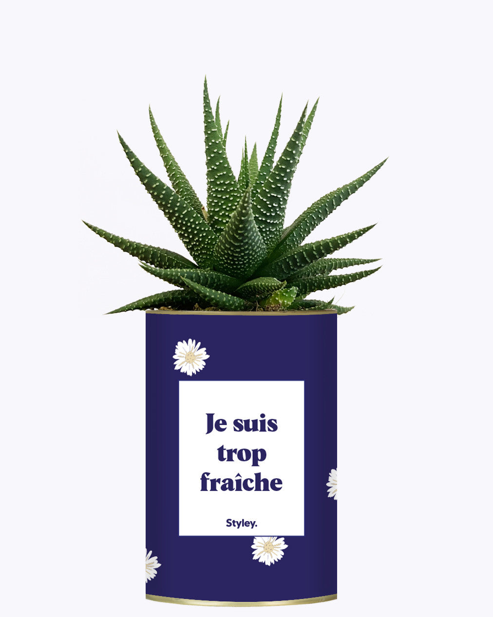 Je suis trop fraîche - Cactus