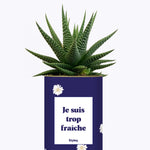 Je suis trop fraîche - Cactus