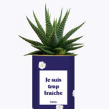 Je suis trop fraîche - Cactus