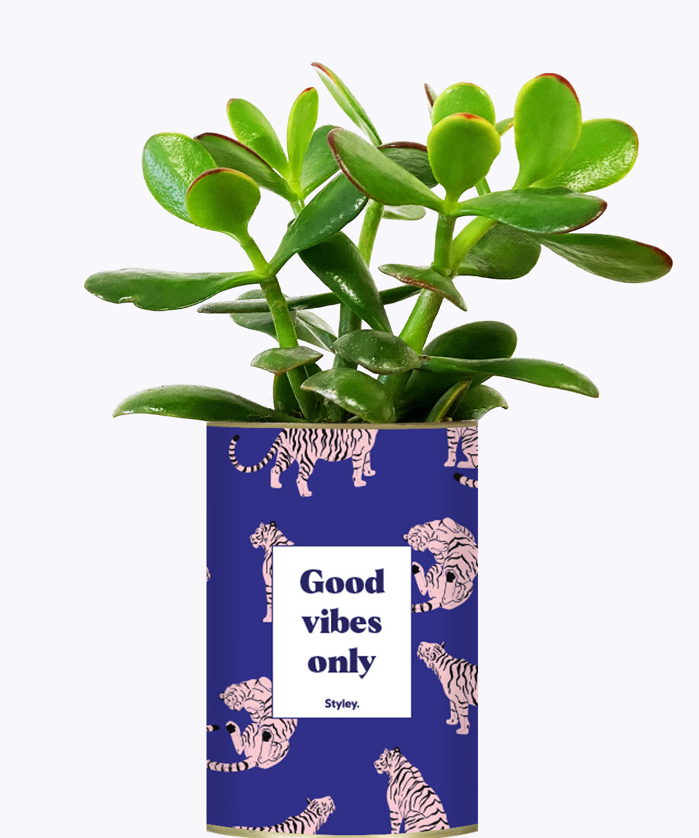 Good Vibes Only - Cactus