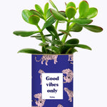 Good Vibes Only - Cactus