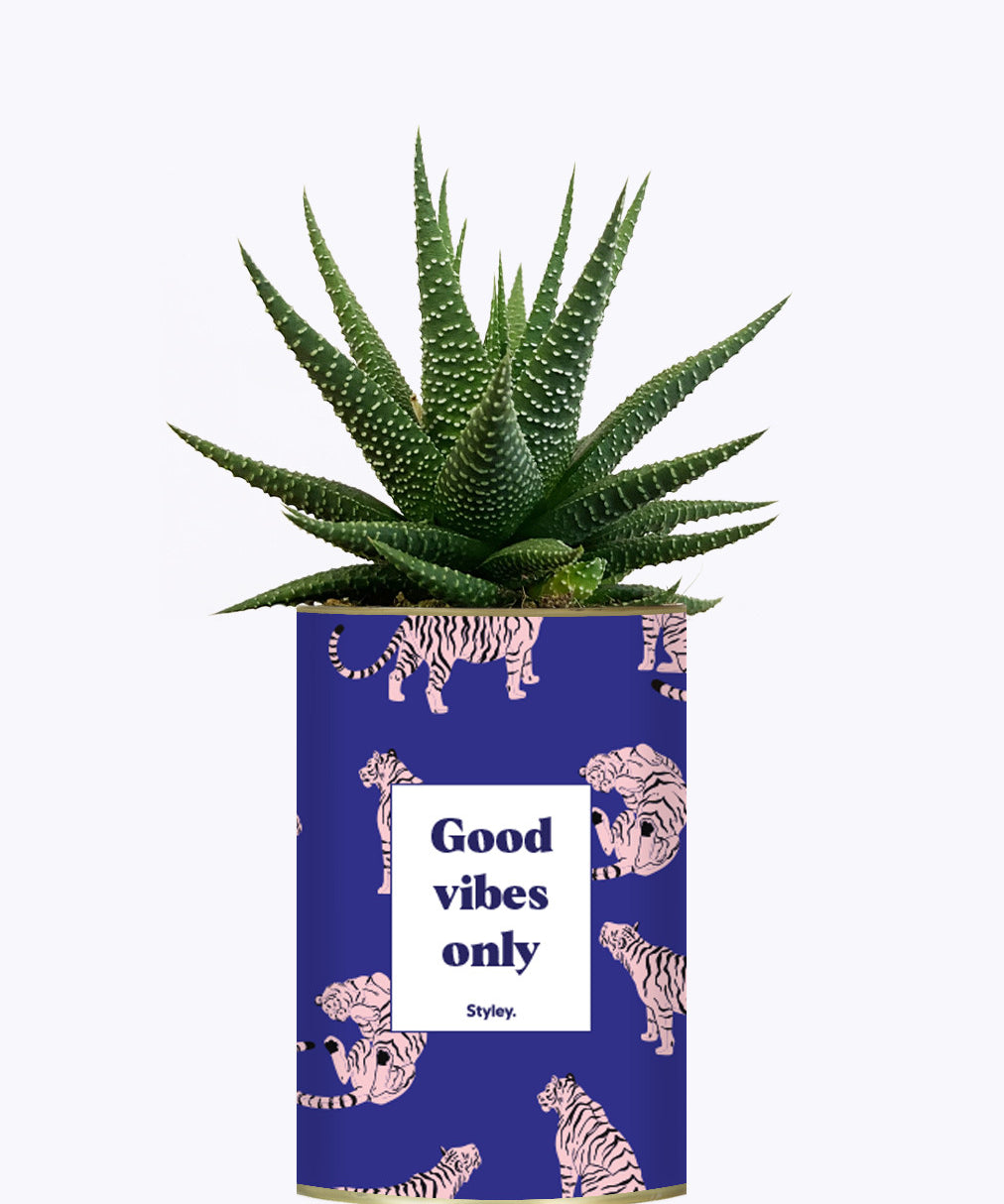 Good Vibes Only - Cactus