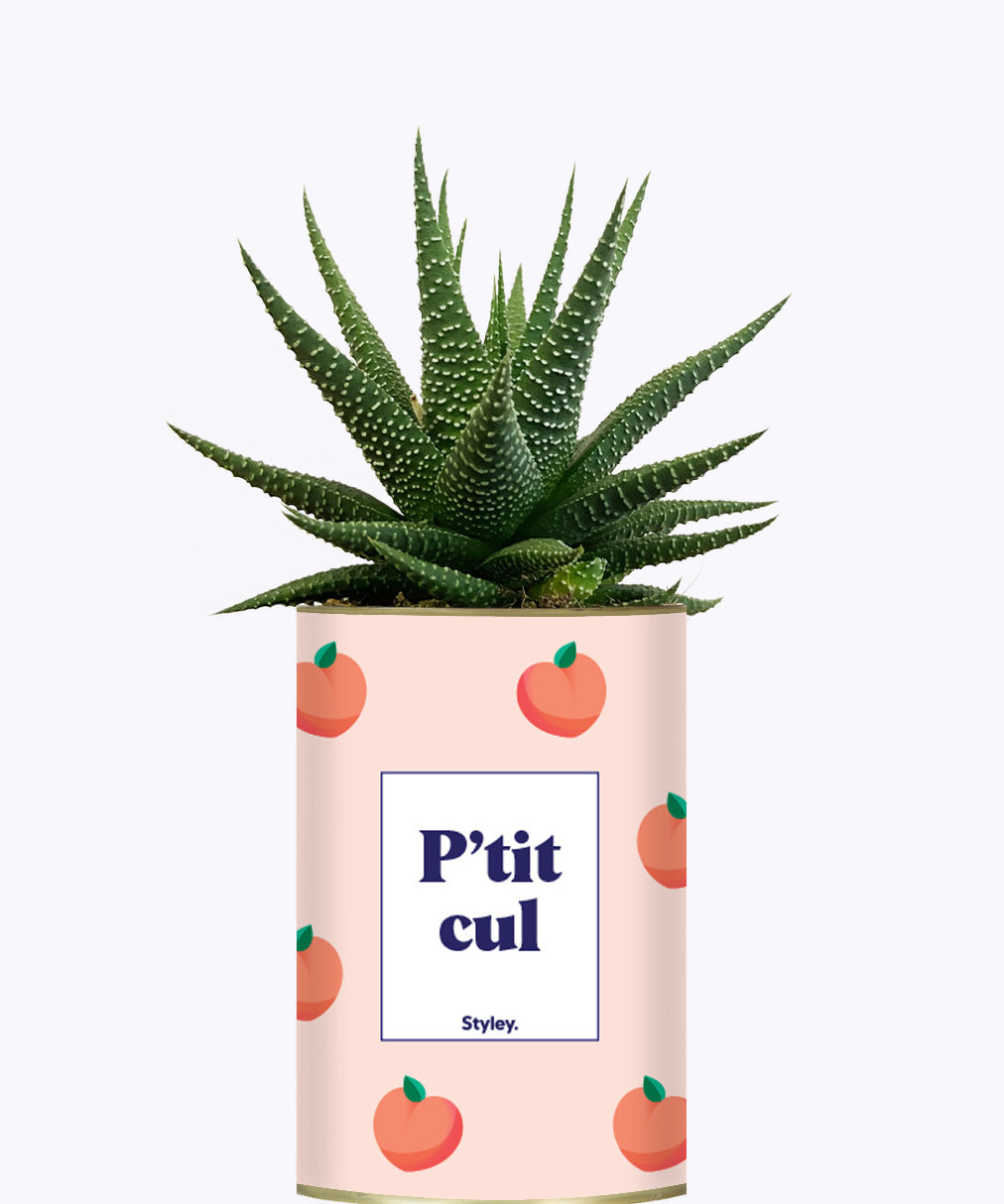 P'tit cul - Cactus