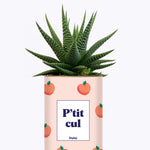 P'tit cul - Cactus