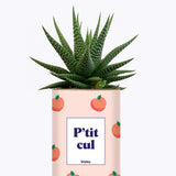 P'tit cul - Cactus