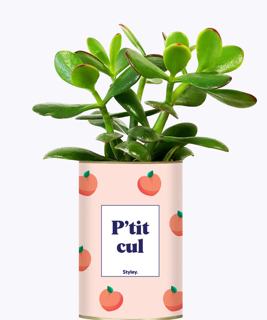 P'tit cul - Cactus