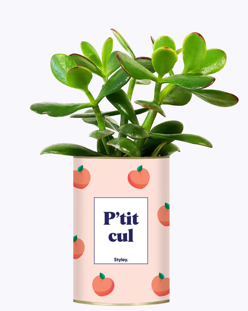 P'tit cul - Cactus