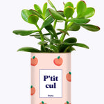P'tit cul - Cactus