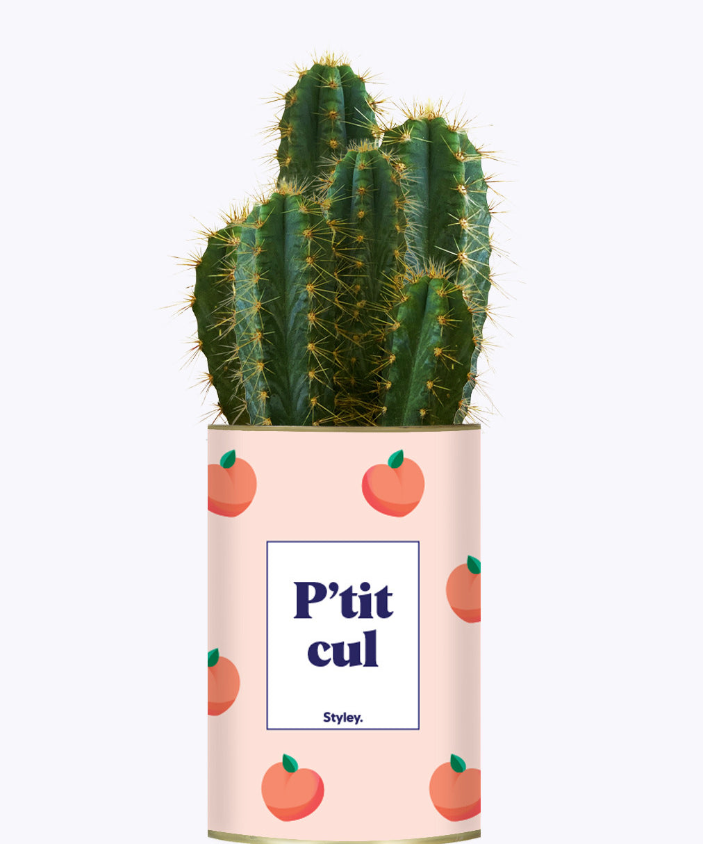 P'tit cul - Cactus