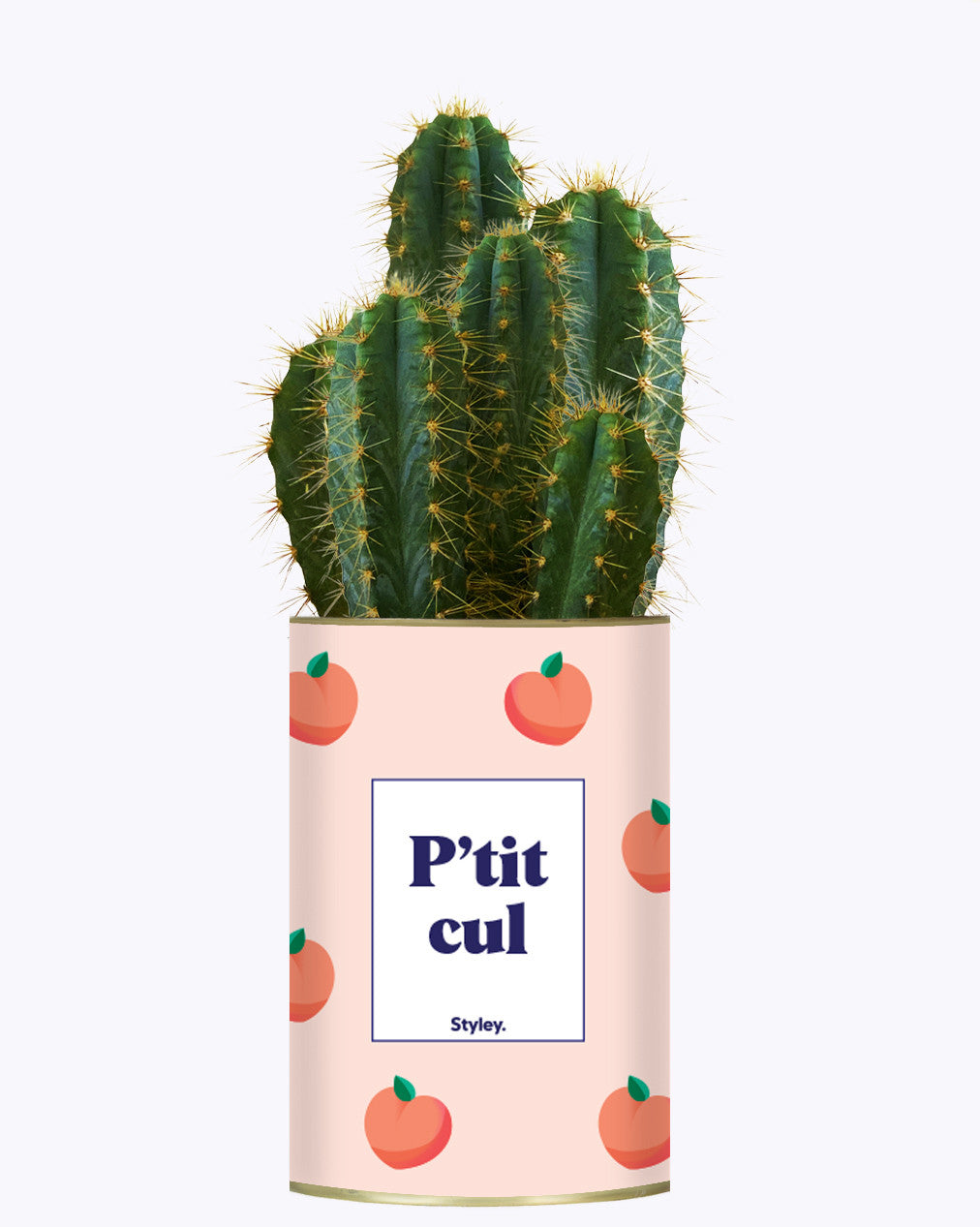 P'tit cul - Cactus