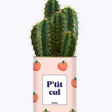 P'tit cul - Cactus