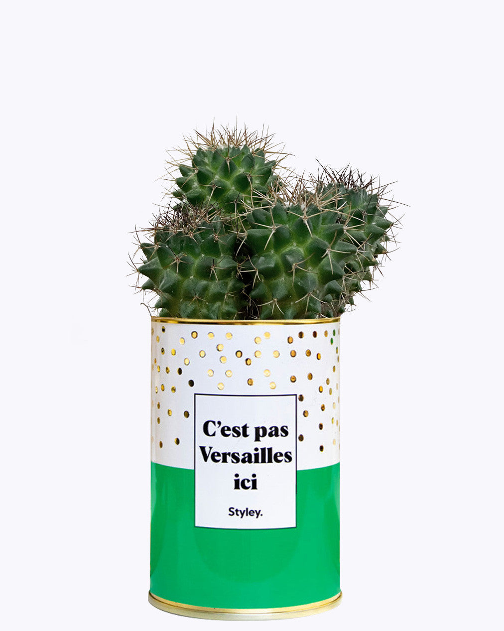 C'est pas Versailles ici - Cactus