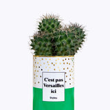 C'est pas Versailles ici - Cactus