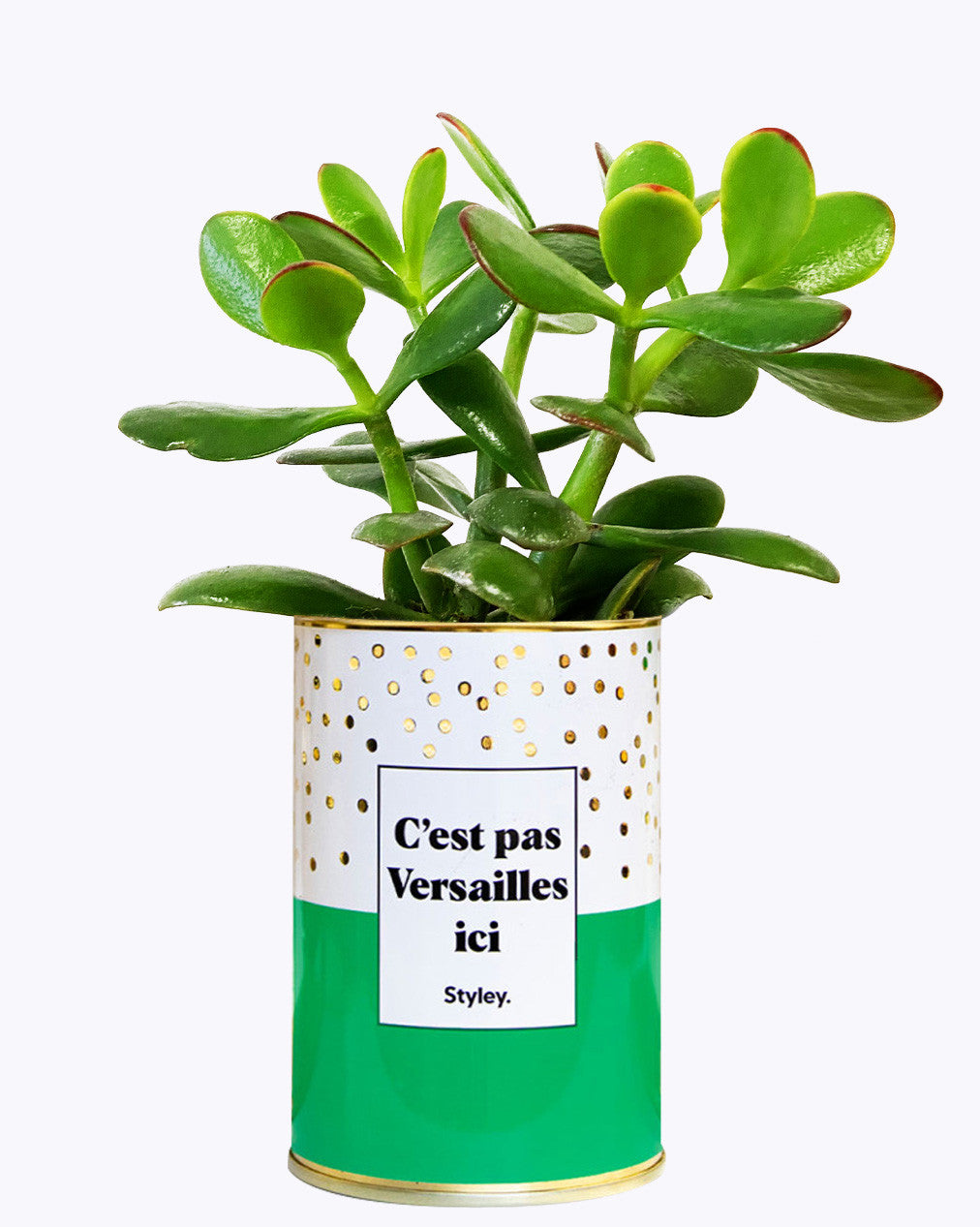 C'est pas Versailles ici - Cactus