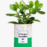 C'est pas Versailles ici - Cactus