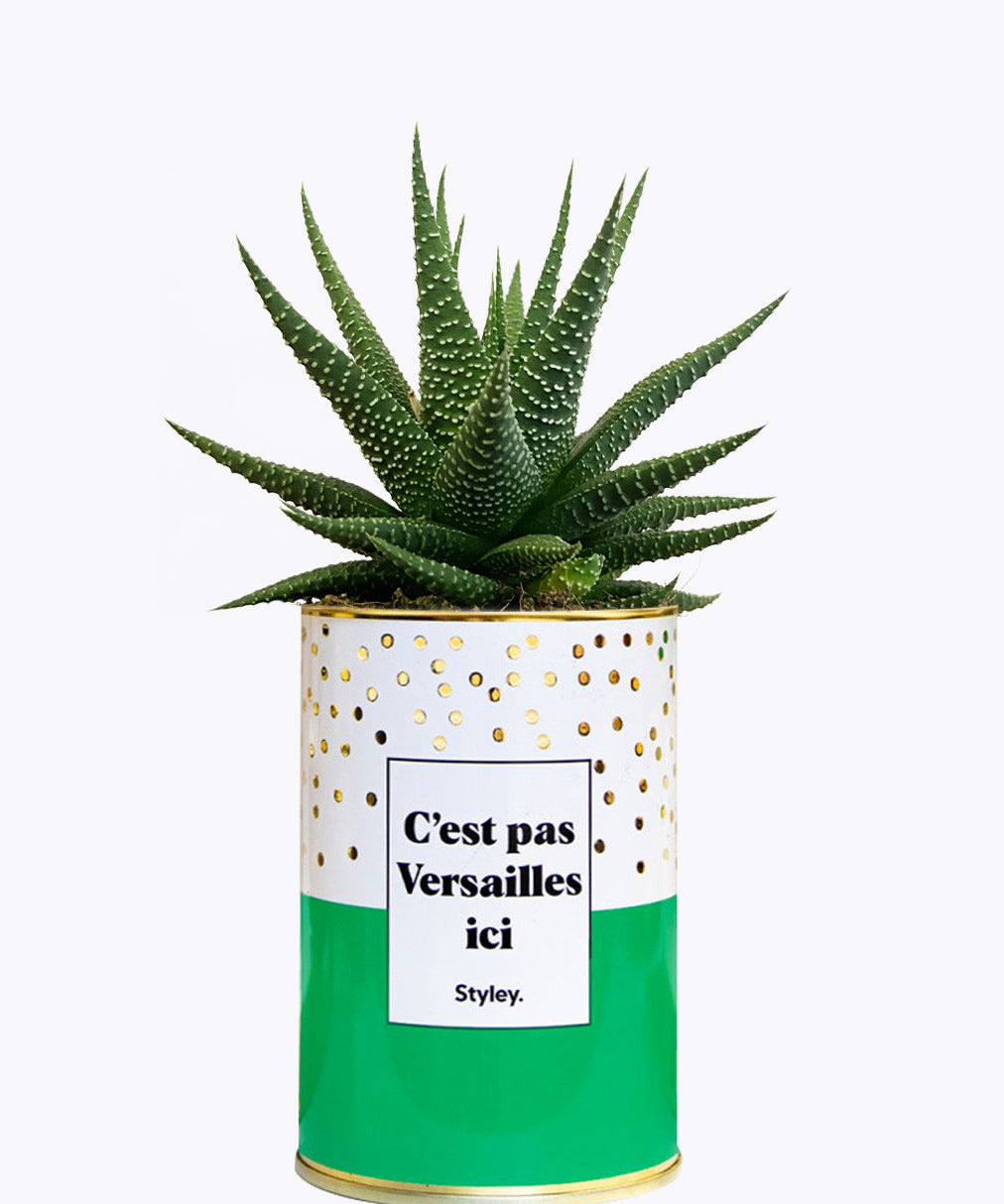 C'est pas Versailles ici - Cactus