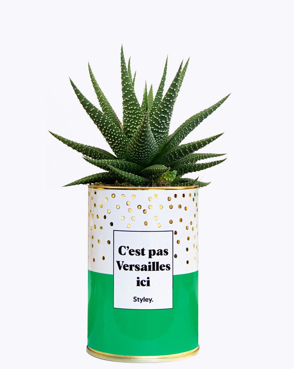 C'est pas Versailles ici - Cactus