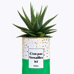 C'est pas Versailles ici - Cactus