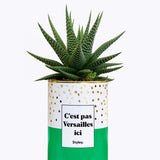 C'est pas Versailles ici - Cactus