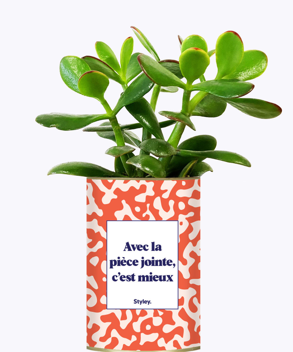 Avec la pièce jointe  - Cactus