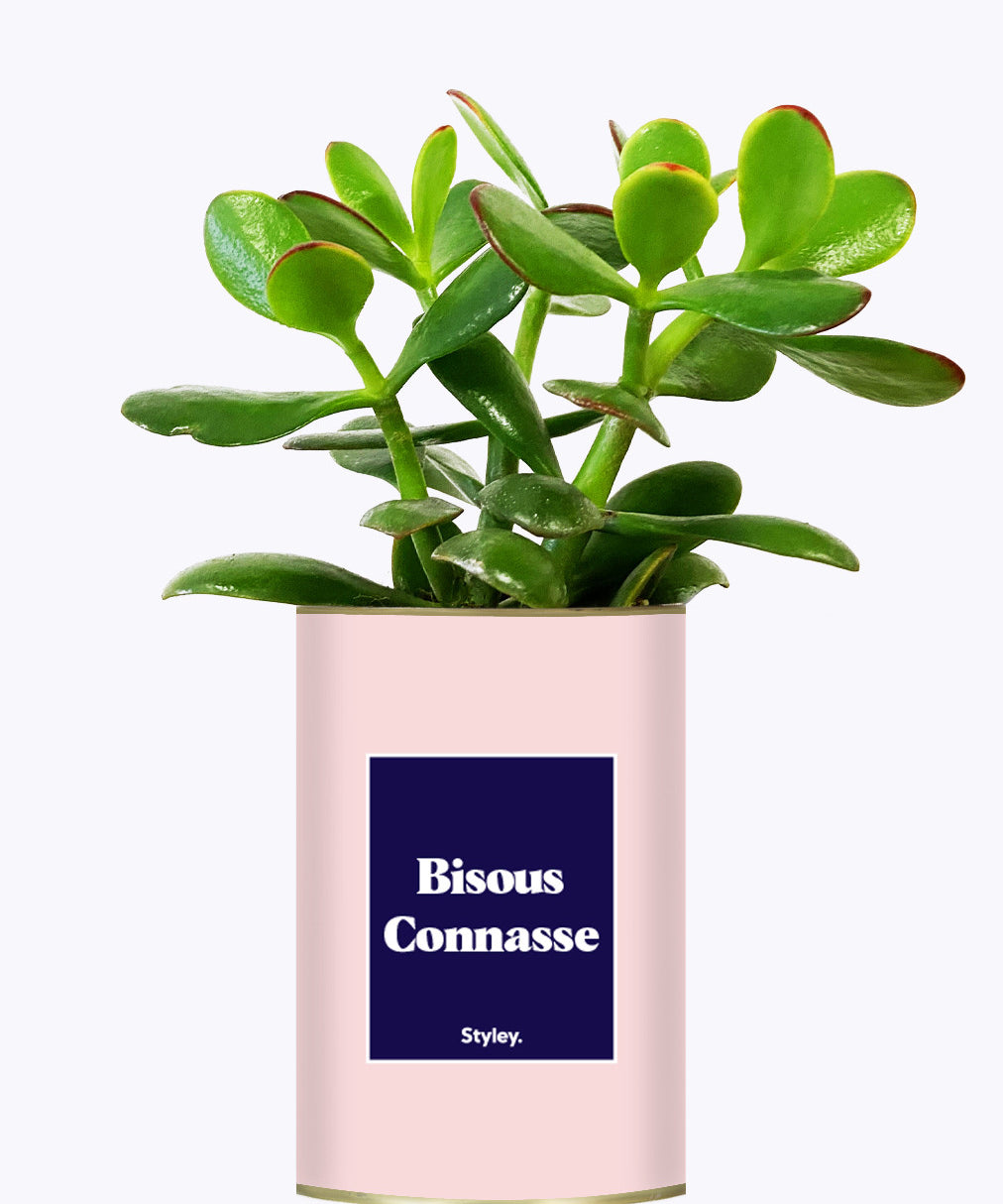 Bisous Connasse - Cactus