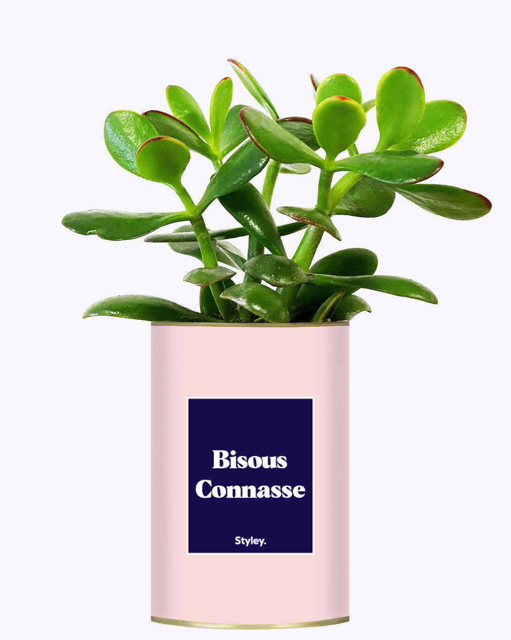 Bisous Connasse - Cactus