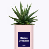 Bisous Connasse - Cactus