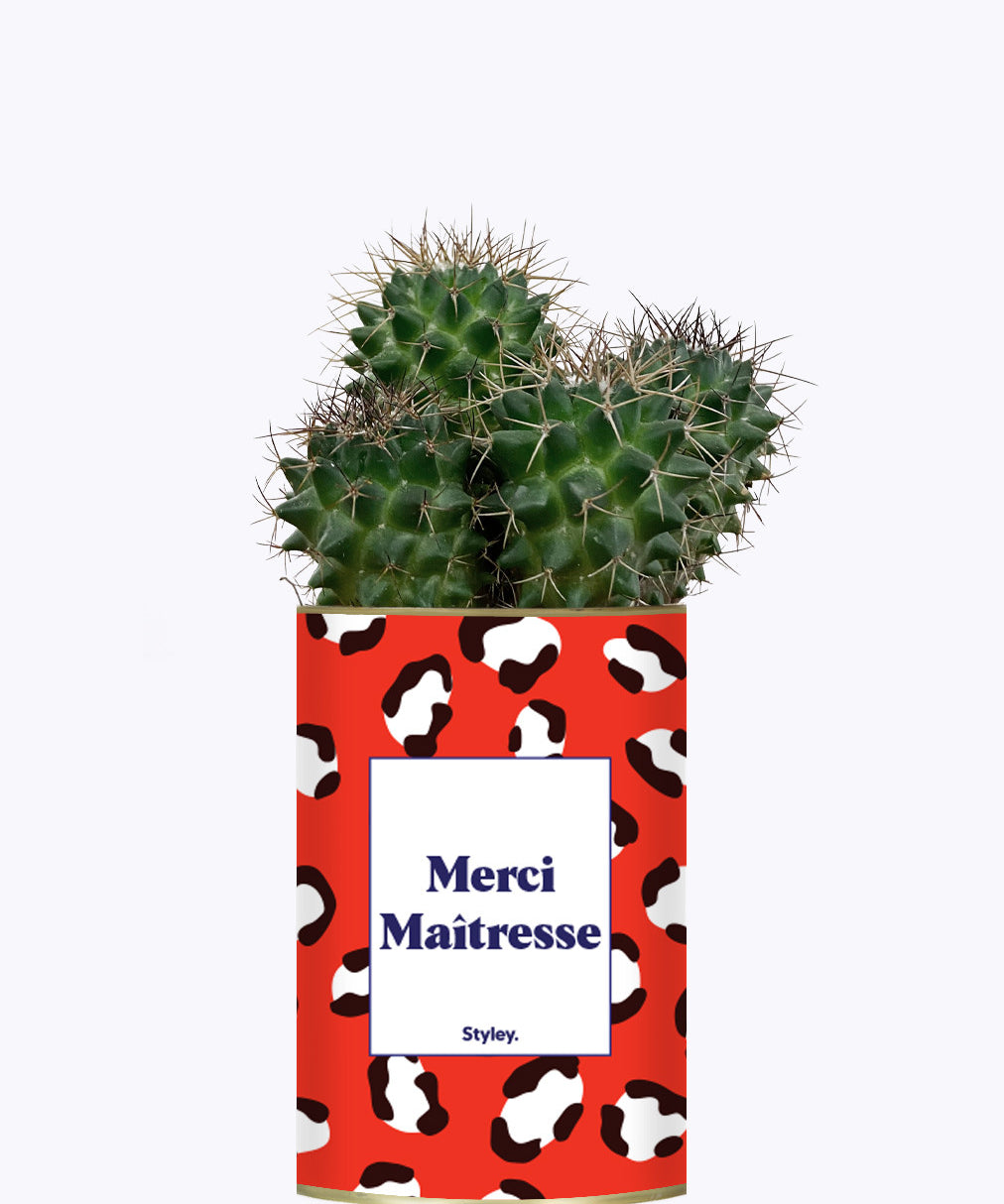 Merci Maîtresse - Cactus
