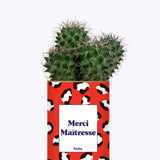 Merci Maîtresse - Cactus