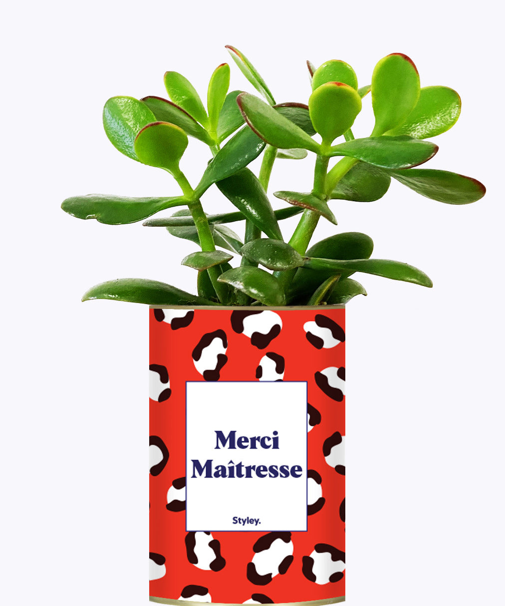 Merci Maîtresse - Cactus