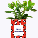 Merci Maîtresse - Cactus
