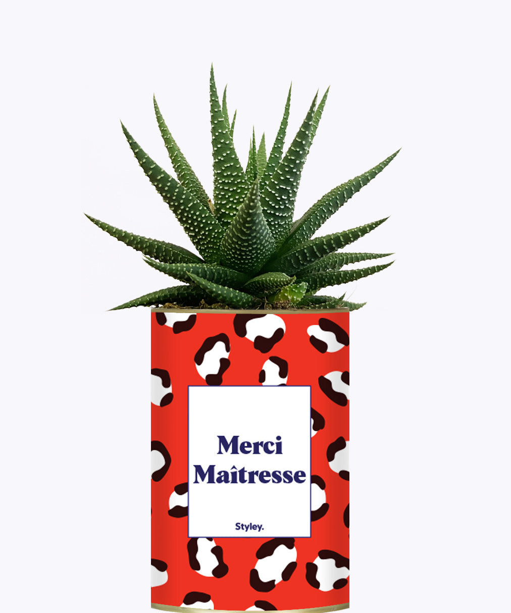 Merci Maîtresse - Cactus