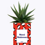 Merci Maîtresse - Cactus