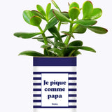 Je pique comme papa - Cactus