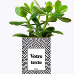 Cactus Nuance - Personnalisable