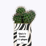 Qui s'y frotte s'y pique - Cactus